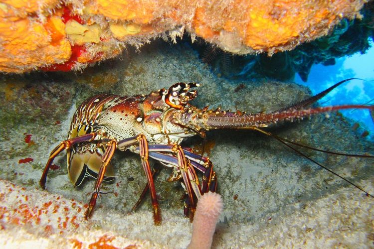 Lobster duri