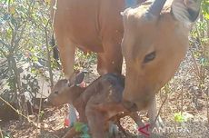 2 Indukan Banteng Jawa Lahirkan Bayi di TN Baluran dari Pejantan yang Sama