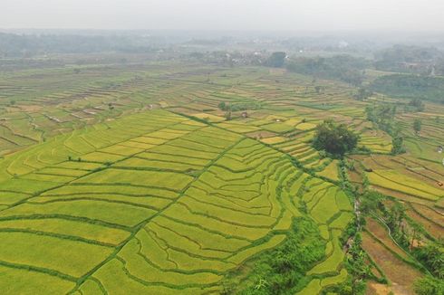 Sikap Tegas Mentan Tolak Alih Fungsi Lahan Pertanian Diapresiasi