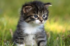 Alasan Mengapa Anak Kucing Suka Menggigit dan Mencakar