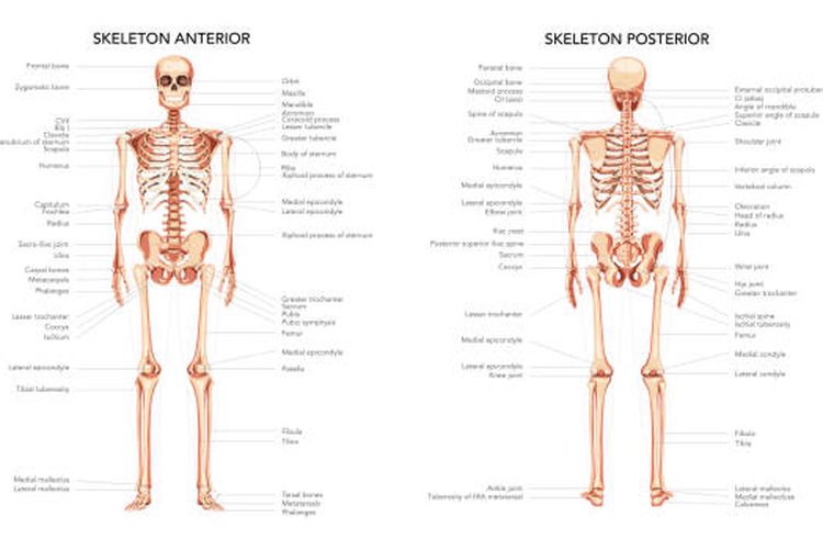 Ilustrasi tulang pada sistem rangka manusia.