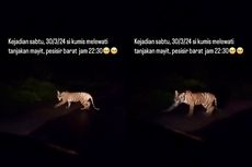 Harimau Sumatera Kembali Terekam Lintasi Jalinsum Lampung