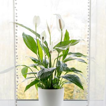 Ilustrasi tanaman hias peace lily. Peace lily adalah salah satu tanaman pembersih udara di dalam ruangan. 