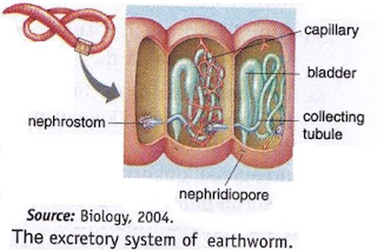 Ilustrasi sistem ekskresi cacing