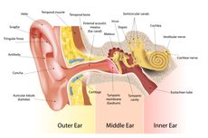 Siswa, Ini Fungsi Telinga dan Bagian-bagiannya