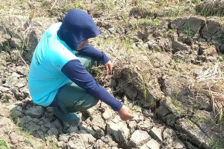 Ratusan Hektare Sawah di Luwu Mengering, Petani Tunda Musim Tanam