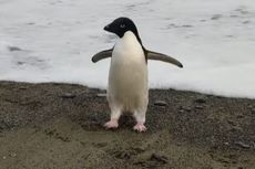 Penguin Langka dari Antartika Ini Tersasar sampai Selandia Baru