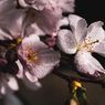 Flora Khas Jepang