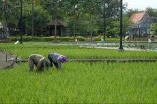 Tingkatkan Nilai Tambah, KemenKopUKM Dorong Petani dan Nelayan Berkoperasi