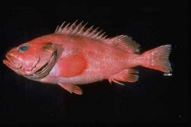Shortraker rockfish berumur 200 tahun ditemukan di perairan Alaska. 
