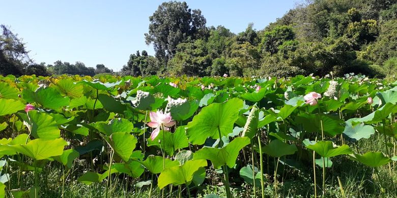 Hamparan bunga teratai di Danau Teratai atau Rana Tonjong, Manggarai Timur.