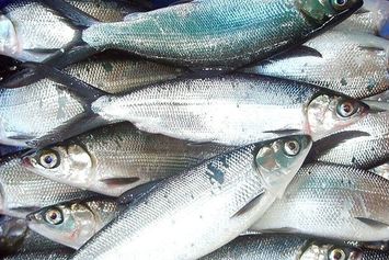 Cara Budi Daya Ikan Bandeng agar Semakin Cuan