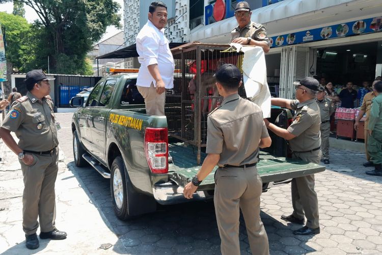 Tertibkan Jual Beli Kera di Pasar Karimata Semarang, Petugas Amankan Monyet Pantat Merah