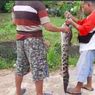 Kolam Penangkaran Meluap, Puluhan Buaya Muara Masuk Pemukiman Banyuasin Sumsel