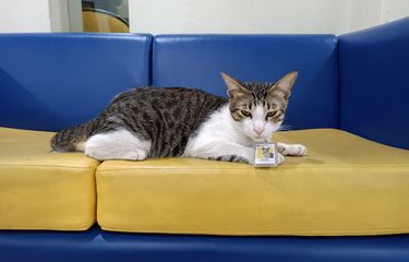 Foto Soleh si penyuluh ahli meow yang diangkat menjadi pegawai di Kantor Pelayanan Pajak (KPP) Pratama Serpong, Tangerang Selatan. Foto ini dijepret langsung saat Kompas.com menemui Soleh pada Selasa (6/12/2022). 