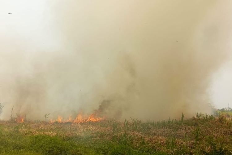 Kebun Tebu Siap Panen Milik P3GI di Pasuruan Terbakar, Diduga akibat Ulah OTK