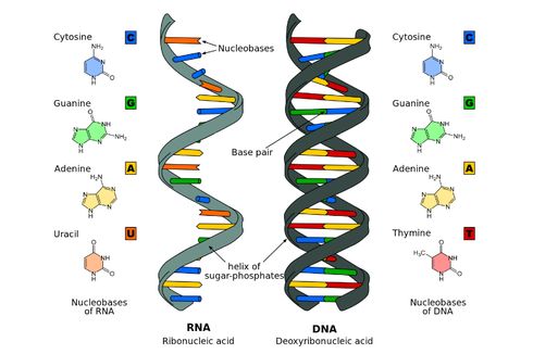 Ciri-ciri RNA (Asam Ribonukleat)