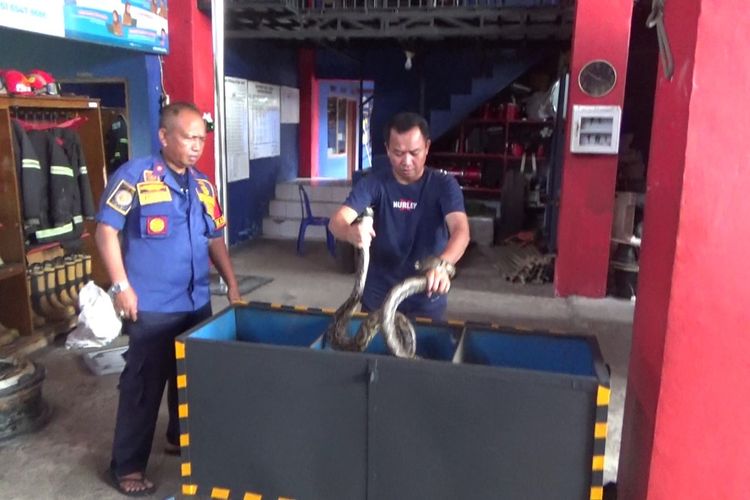 Memasuki masa peralihan dari musim kemarau ke musim hujan, warga Kota Palopo, Sulawesi Selatan, diimbau untuk meningkatkan kewaspadaan terhadap kemunculan hewan liar seperti ular dan biawak. Hewan-hewan tersebut mulai sering masuk ke lingkungan permukiman warga, terutama di daerah yang dekat dengan saluran air atau kebun yang rimbun, Rabu (22/10/2025)