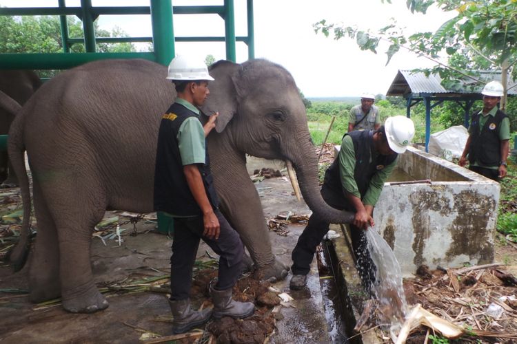 Belalai Arman sedang dibersihkan di Kamp RAPP Pelalawan, Kamis (14/9/2017). Pembersihan dilakukan untuk mengecek penyakit herpes pada gajah.