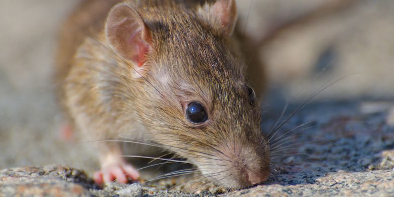 6 Tanda Ada Tikus Masuk Dan Bersarang Di Rumah Kita Halaman All Kompas Com