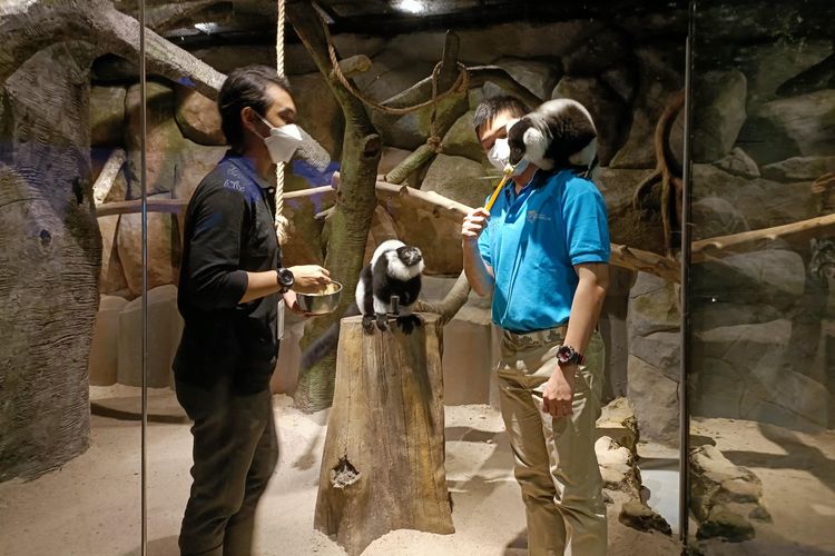 Sepasang lemur Hitam Putih (Black and White Lemur) di Jakarta Aquarium, Neo Soho Mall, Jakarta Barat, Senin (20/12/2021).