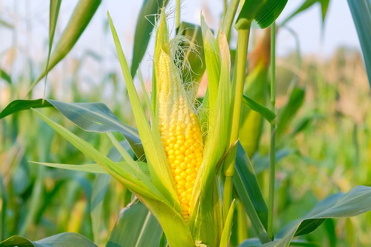 Ilustrasi tanaman jagung manis.