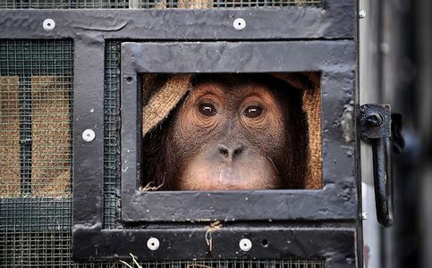 Two Smuggled Sumatran Orangutans Return to Indonesia from Thailand