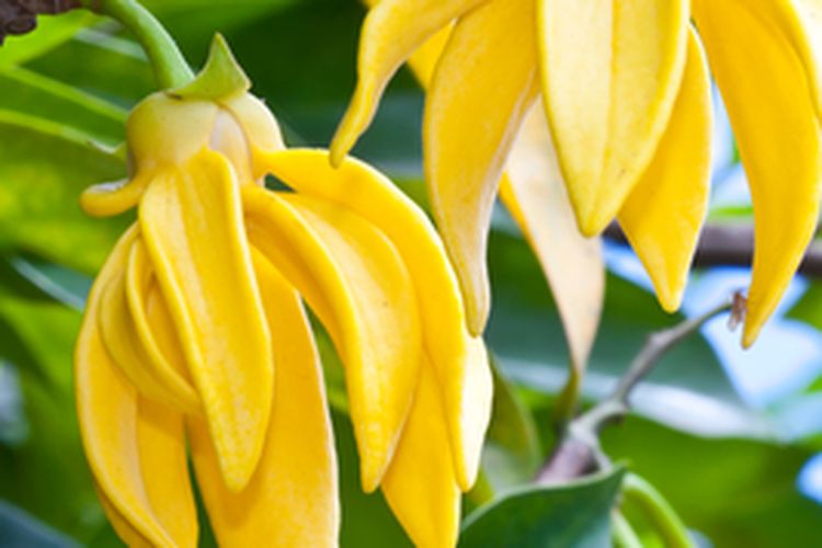 Ilustrasi bunga kenanga