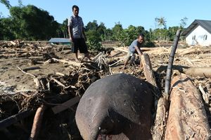 Gajah Ditemukan Mati di Antara Tumpukan Kayu Banjir Pidie Jaya Aceh