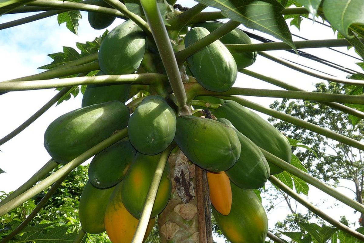 Tanaman pepaya