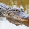 Aligator Sepanjang 4,2 Meter Tertangkap Bawa Jasad Manusia di Mulutnya