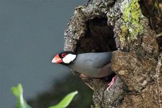 Burung Gelatik Jawa yang Terancam Punah Terlihat di Sejumlah Tempat di Kota Gorontalo