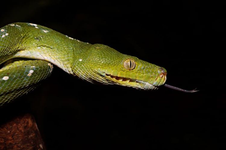 Morelia Viridis, Piton Endemik Papua dengan Warnanya yang Eksotis