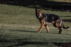 Sering Gigit Staf, Anjing Biden Akhirnya Dipindah dari Gedung Putih