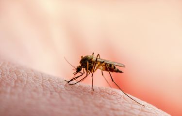 Ilustrasi nyamuk. Sistem diagnosis malaria berbasis kecerdasan buatan yang sedang dikembangkan di Indonesia diharapkan dapat mempercepat deteksi dan meningkatkan akurasi dalam pemberantasan penyakit tersebut.