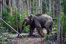 Gajah Sumatera Rusak Kebun Sawit di Jambi, Warga Pun Mengamuk