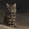 Mengenal Gyra, Kucing Paling Mematikan di Dunia