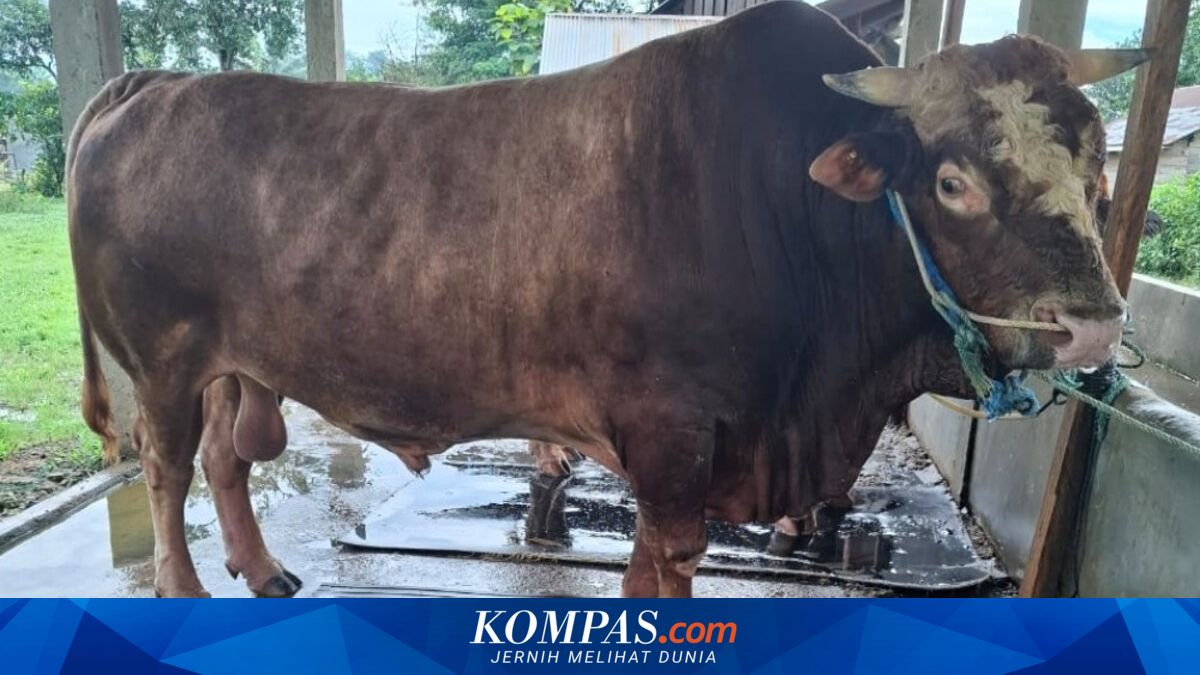 Bison, Sapi Kurban Presiden Seberat 1 Ton untuk Sultra Konsumsi Rumput ...