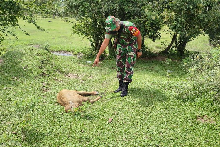 Prajurit TNI Koramil 02/Rambah memperlihatkan kerbau yang mati akibat penyakit ngorok di Kabupaten Rokan Hulu, Riau, Rabu (2/11/2022).