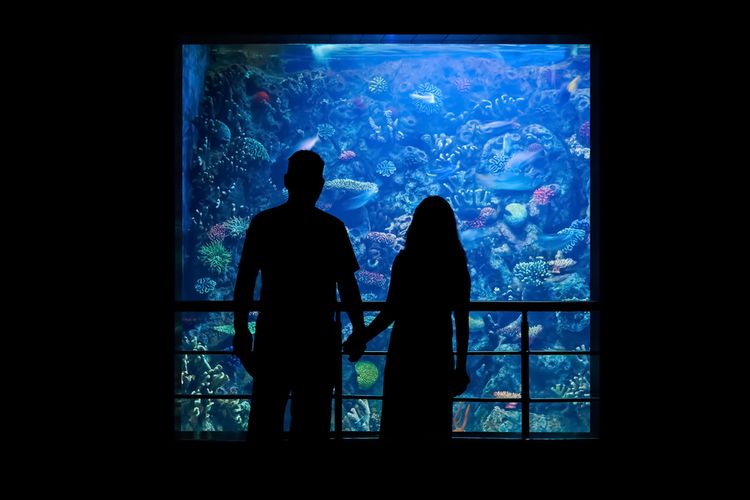 4 Tips Aquarium Date di Jakarta Aquarium Safari, Simak Sebelum Kencan