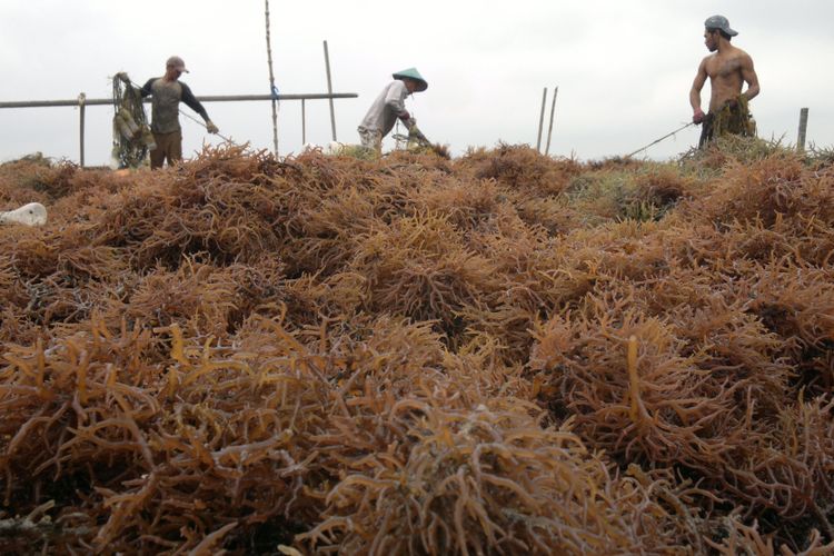 Tingginya harga rumput laut saat ini mencapai Rp 16.000, bahkan Rp 20.000, membuat warga Nunukan antusias menanam rumput laut. Keberadaan rumput laut di perairan Kabupaten Nunukan, Kalimantan Utara, mulai mengganggu jalur pelayaran internasional maupun perairan tradisional.