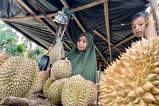Berburu Durian Krueng Tuan dari Aceh, Legitnya...