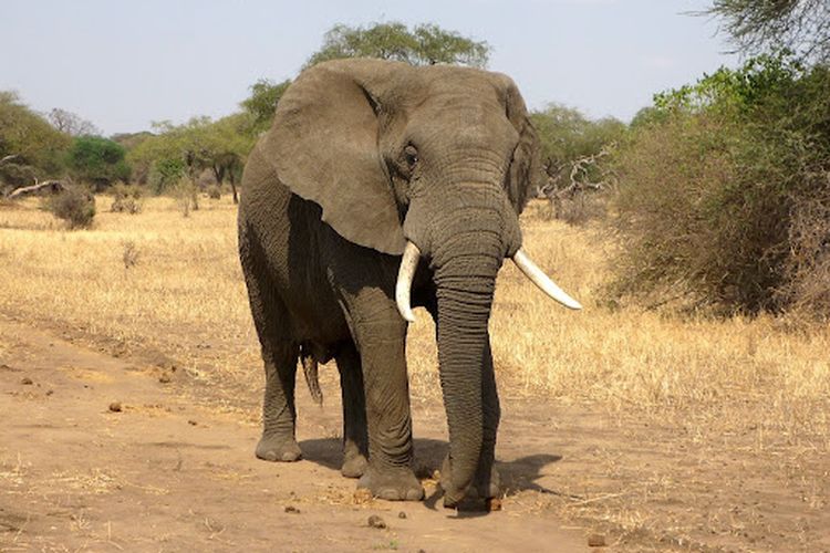 gajah semak afrika