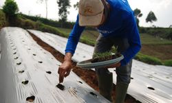 Bunga 6 Persen dan Tanpa Anggunan, KUR Pertanian Jadi Angin Segar Petani