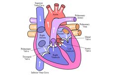 Fungsi Jantung pada Manusia