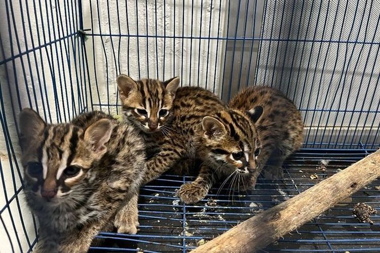 Kucing kuwuk hendak diperjualbelikan di Medan, Minggu (22/1/2026). Seorang pria di Sumatera Utara ditangkap karena memperdagangkan kucing kuwuk (Prionailurus bengalensis) yang dilindungi.