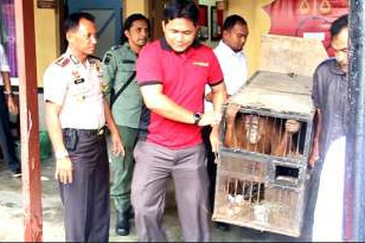 Warga Kabupaten Nagan Raya, Aceh, menyerahkan sepasang orangutan kepada Polres Nagan Raya, Senin (5/12/16).