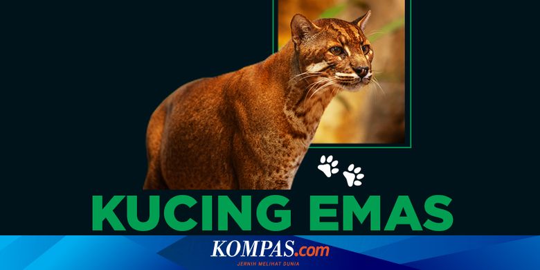 Infografik Mengenal Kucing Emas Spesies Langka Yang Hampir Terancam Punah