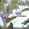 Kakek di Takalar Tewas Tersengat Listrik Saat Panjat Pohon, Evakuasi Berjalan Dramatis