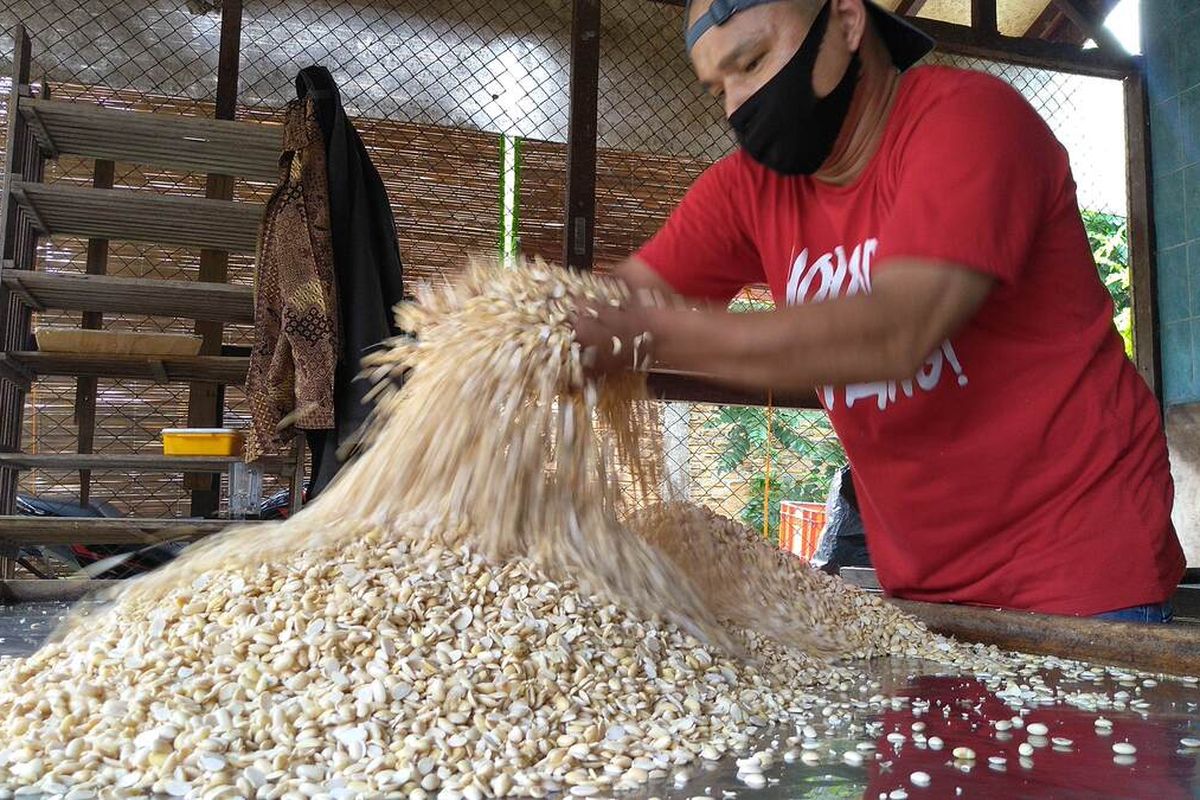 Seorang pekerja di pabrik tempe di Gang Nabar, Jalan Pintu Air, Kelurahan Kuala Bekala, Kecamatan Medan Johor mengeringkan kedelai setelah dimasak. Melonjaknya harga kedelai membuat pengrajin tempe menjerit.